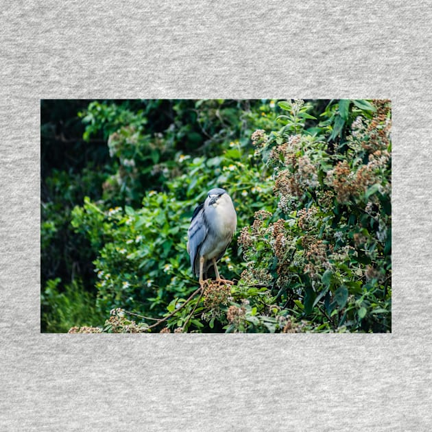 Black-crowned night heron in Honolulu by KensLensDesigns